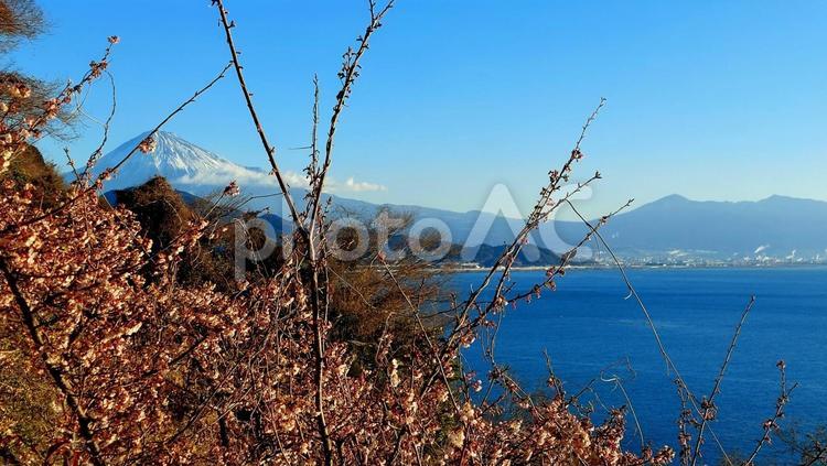 桜　つぼみ　富士山 ピンク,きれい,2月の写真素材