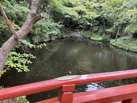 鶴岡八幡宮の柳原神池 鶴岡八幡宮の柳原神池 鶴岡八幡宮,鎌倉,観光の写真素材