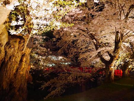 夜桜と橋 夜桜と橋の写真