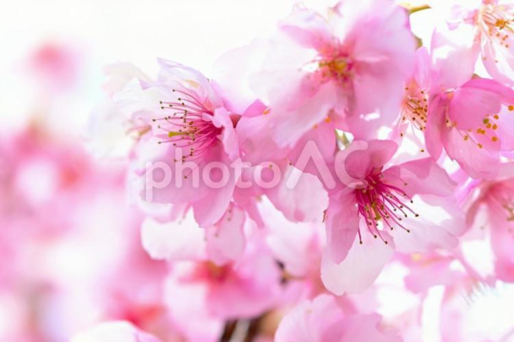 きれいで可愛い　ピンク色の河津桜 河津桜,桜,花の写真素材