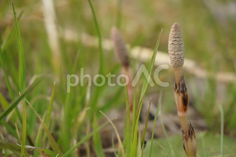 つくし ツクシ,土筆,つくしの写真素材