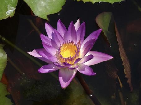 睡蓮⑤ 睡蓮⑤ 睡蓮,スイレン,紫の写真素材