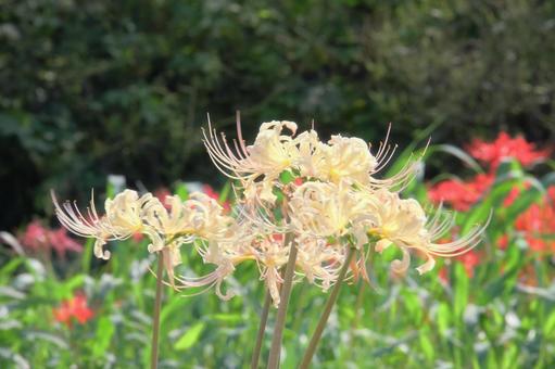 秋の白い花 曼珠沙華 秋の白い花 曼珠沙華の写真