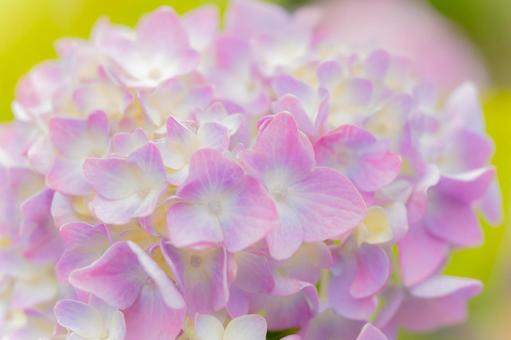 Hydrangeas at Jifukuji Temple (43), JPG Hydrangeas at Jifukuji Temple (43), JPG
