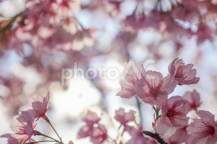 木漏れ日と桜 桜,さくら,サクラの写真素材