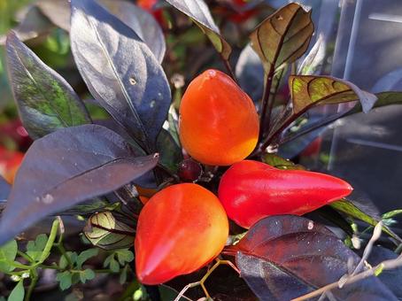 唐辛子　観賞用の写真