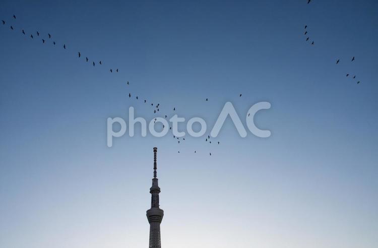 朝のスカイツリーと鳥の群れ スカイツリー,鳥の群れ,鳥の写真素材