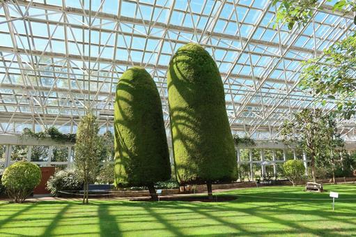植物園のゴールドクレスト 植物園のゴールドクレスト いわみざわ公園,色彩館,針葉樹の写真素材