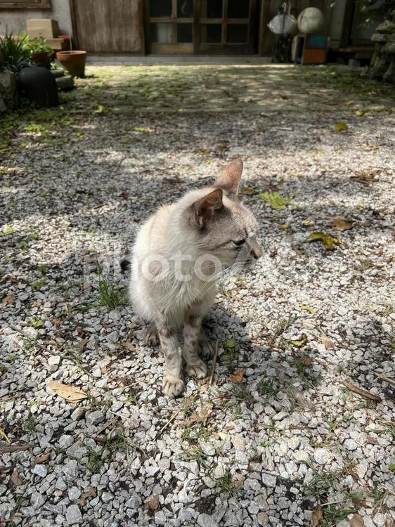 やちむんの里の猫9 やちむんの里,猫,野良猫の写真素材