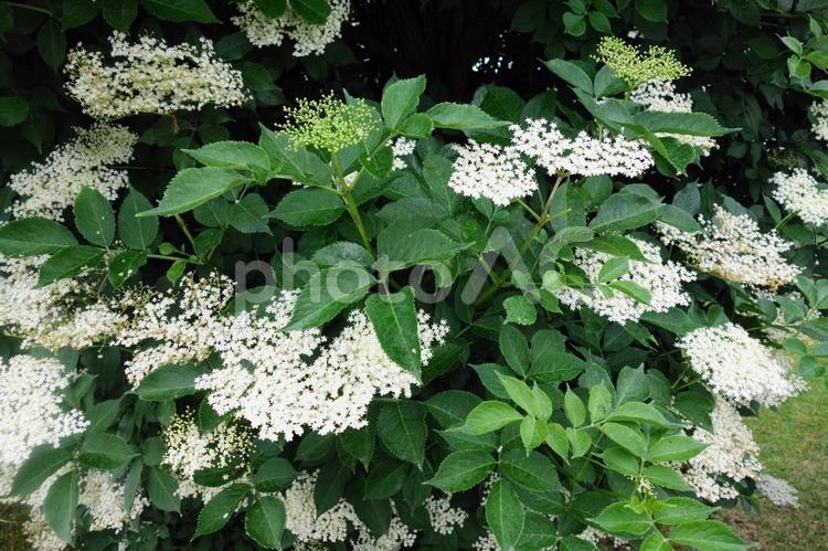 セイヨウニワトコの白い花3 セイヨウニワトコ,白い花,季節の写真素材