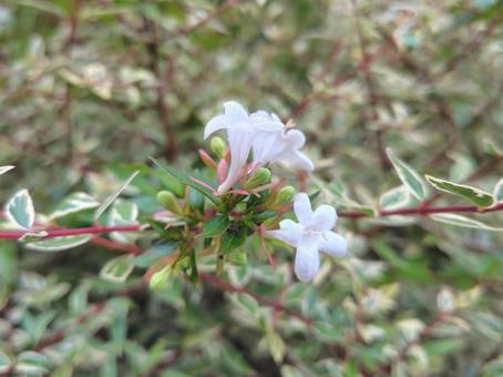 アベリア_コンフェッティ_3の写真