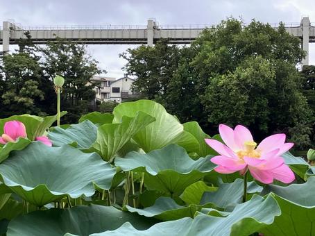 Monorail and Oga lotus, JPG Monorail and Oga lotus, JPG