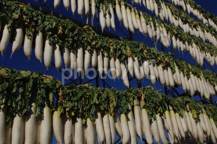 寒風にさらされる保存食・干し大根 滋賀 冬,干し大根,滋賀の写真素材