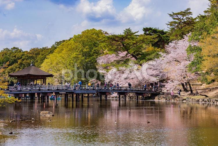 奈良公園　満開の桜風景と浮御堂　 奈良公園,浮御堂,桜の写真素材