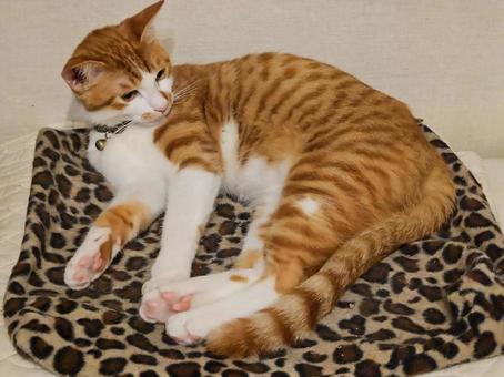 猫 何か 猫 何かの写真
