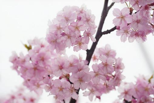 河津桜 河津桜の写真