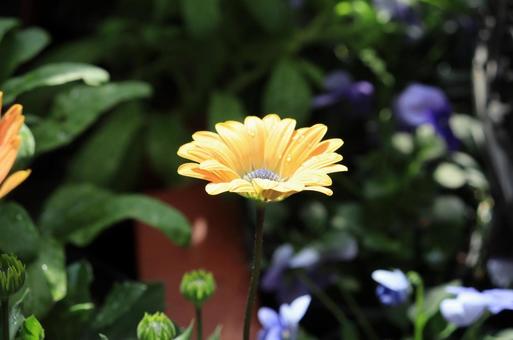 小さな黄色い花 小さな黄色い花の写真