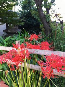 秋の風景 ヒガンバナ 秋の風景 ヒガンバナ ヒガンバナ,彼岸花,マンジュシャゲの写真素材