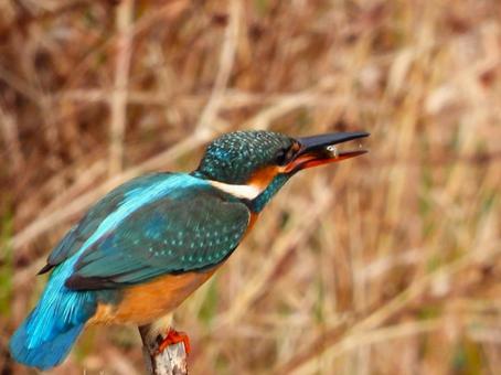 エサの小魚を食べるカワセミ カワセミ,鳥,鳥類の写真素材