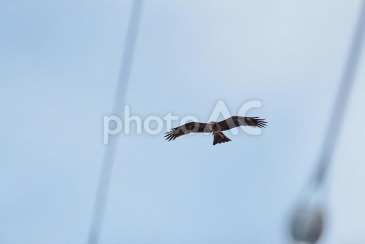 撒き餌を手に入れてそそくさと飛び去るトビ トビ,野鳥,birdの写真素材