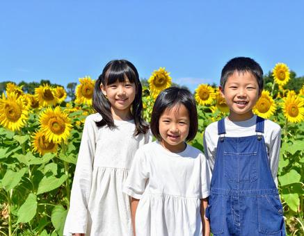 ひまわりと青空と子供たち ひまわりと青空と子供たちの写真