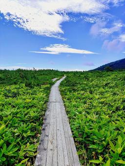 福島 鎌沼の木道歩き① 木道,鎌沼,湖沼歩きの写真素材