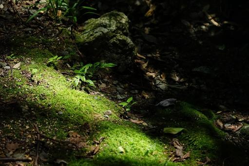 Moss and young leaves illuminated by sunlight filtering through the trees, JPG Moss and young leaves illuminated by sunlight filtering through the trees, JPG