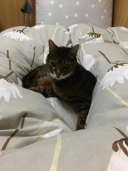 ベンガル猫 猫,ネコ,ベンガルの写真素材