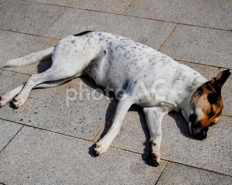日向ぼっこする台湾の犬 犬,日向ぼっこ,台湾の写真素材