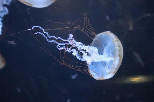水槽で泳ぐクラゲ 水槽で泳ぐクラゲの写真