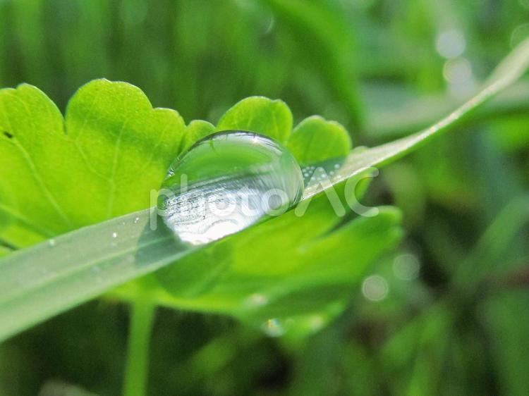 水滴と緑の葉と朝日（Water drops） 水滴,すいてき,しずくの写真素材