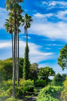 鹿児島　開聞山麓自然公園（トカラ馬牧場） 開聞山麓自然公園,トカラ馬牧場,開聞岳の写真素材