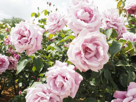 囁く薔薇達 囁く薔薇達の写真