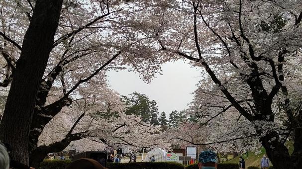 Photo, cherry blossoms, heart type, flower, 