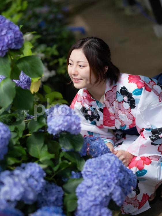 紫陽花と浴衣を着た女性 浴衣,和服,和装の写真素材