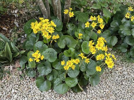 庭の花 庭,花,ツワブキの写真素材