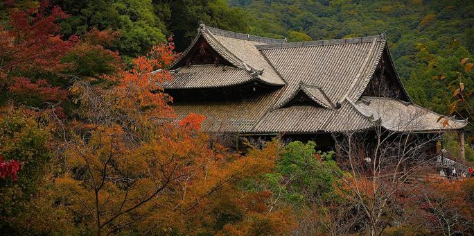 秋の長谷寺 長谷寺,寺,奈良の写真素材