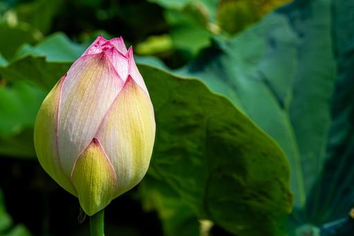 Pale pink lotus bud, JPG Pale pink lotus bud, JPG