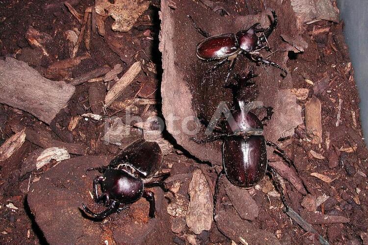 カブトムシ 生物,昆虫,虫の写真素材