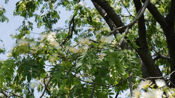 Silk tree, JPG Silk tree, JPG