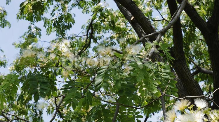 ネムの木 ネムノキ,花,自然の写真素材