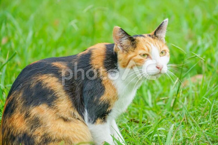 草原に佇む三毛猫 三毛猫,猫,草原の写真素材