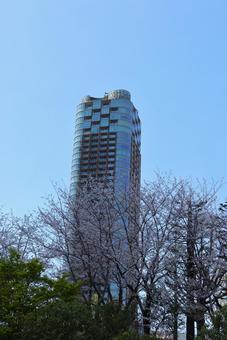 ４月上旬の東京港区立檜町公園の桜 背景,桜,花の写真素材