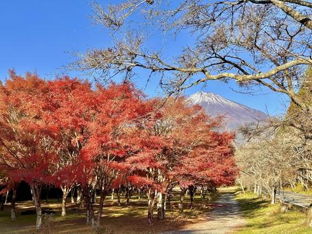 木々の紅葉と富士山 富士山,紅葉,秋の写真素材
