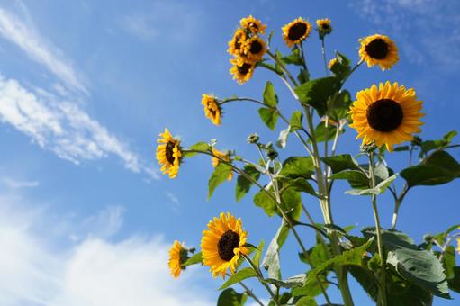 夏の始まり 夏の始まりの写真