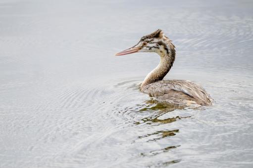 カンムリカイツブリの若鳥(31) カンムリカイツブリの若鳥(31)の写真