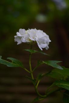 紫陽花 紫陽花の写真