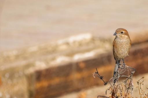 枝にとまるモズ・百舌鳥・コピースペース 枝にとまるモズ・百舌鳥・コピースペースの写真