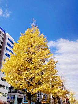 イチョウ イチョウ,銀杏,黄色の写真素材