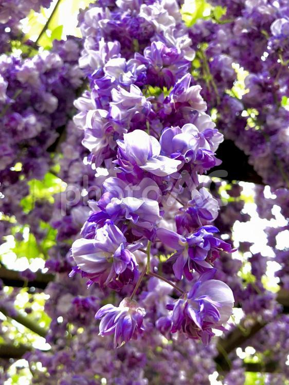 珍しい八重の藤 花,自然,植物の写真素材